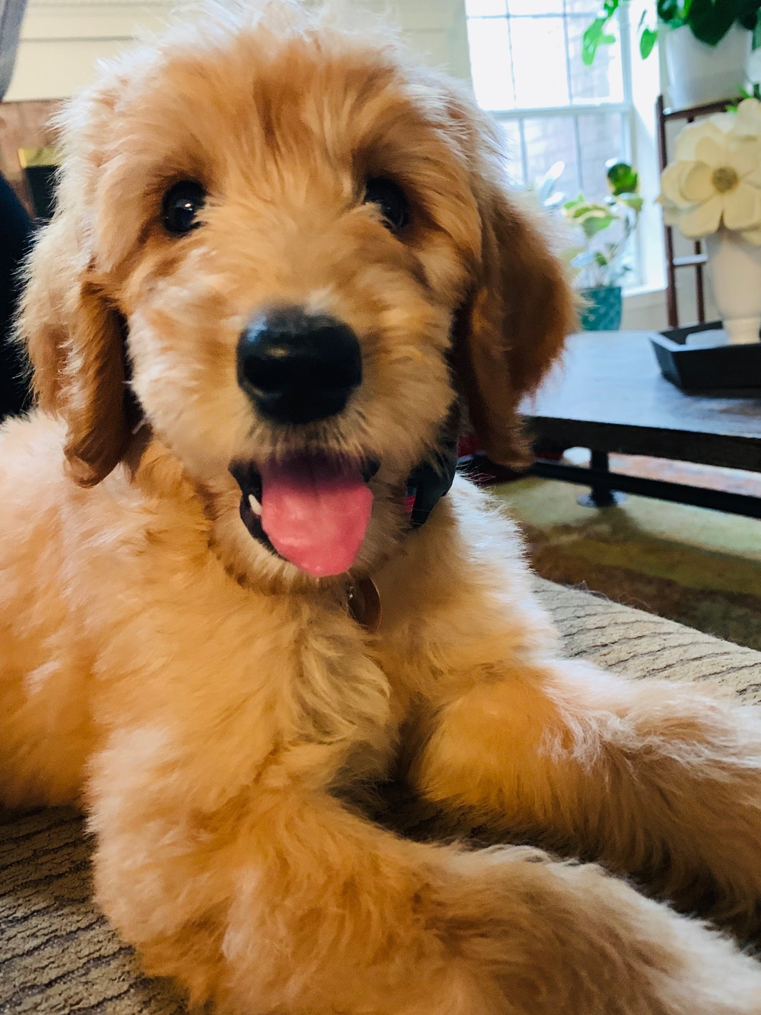 Olivia, Labradoodle as a Puppy