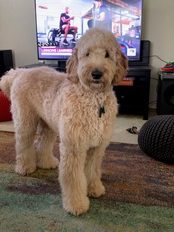 Olivia as an adult Labradoodle