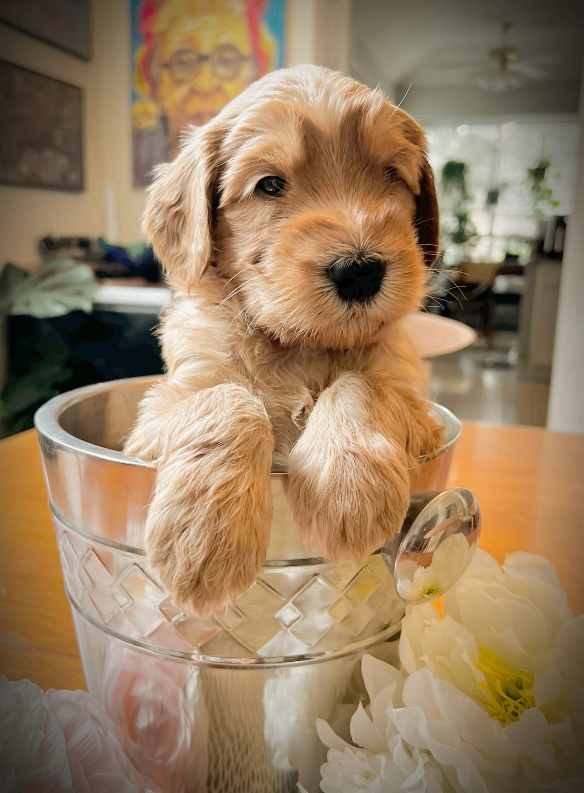 Contact us about a doodle puppy!