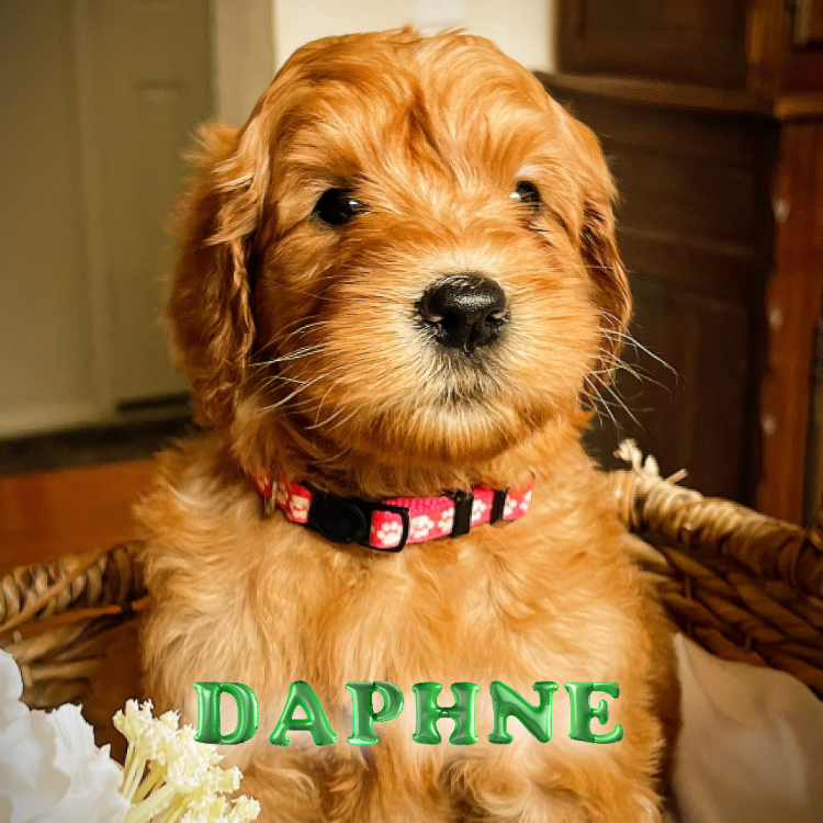 GoldenDoodle, Labradoodle puppies for sale Dallas,TX