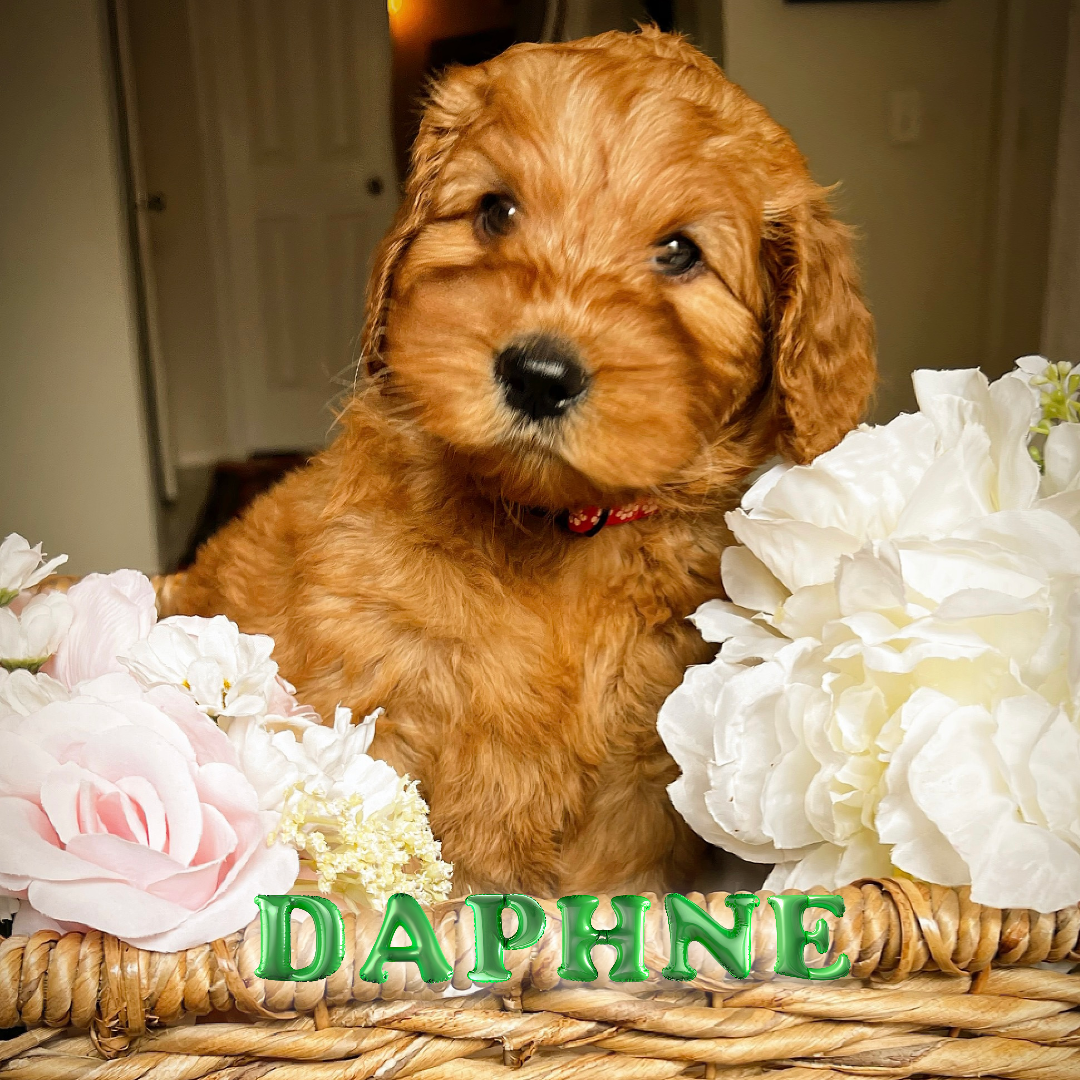 Labradoodle puppy for sale Dallas