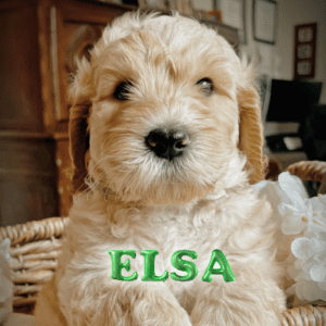 golden doodle puppies for sale in plano, tx